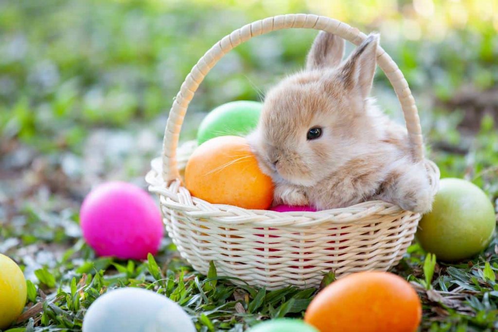 Image oeufs de paques